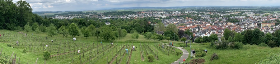Weinbau am Johannisberg Bad Nauheim